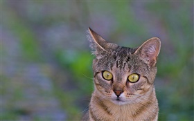 Katze close-up, gelbe Augen, grünen Hintergrund HD Hintergrundbilder