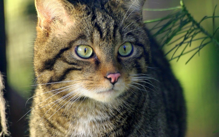 Cat Blick, Gesicht, Augen Hintergrundbilder Bilder
