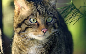 Cat Blick, Gesicht, Augen HD Hintergrundbilder