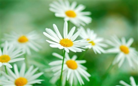Kamillenblüten , weißen Blütenblätter , Hintergrund verwischen HD Hintergrundbilder