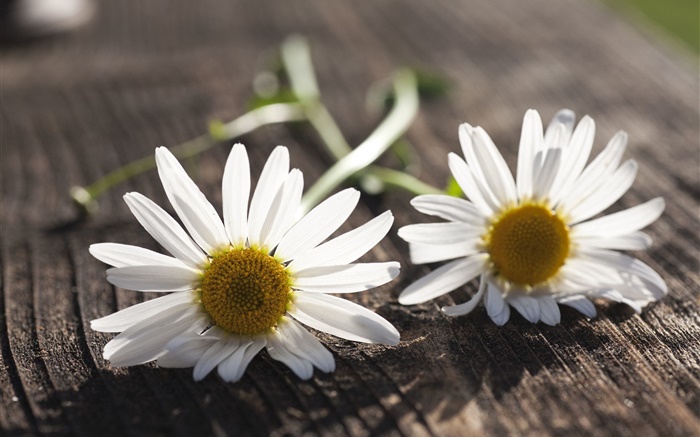 Kamille, weiße Blüten, Holzbrett Hintergrundbilder Bilder
