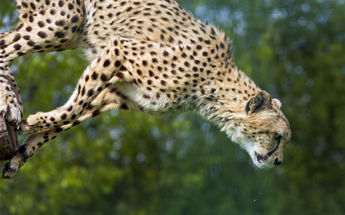 Gepard springen, große Katze Hintergrundbilder Bilder