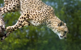 Gepard springen, große Katze HD Hintergrundbilder