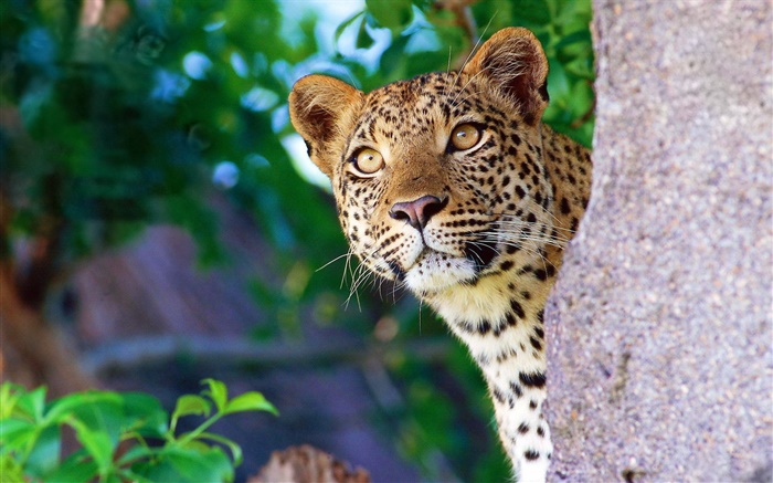 Neugierde Leopard, Gesicht, Augen, Stein Hintergrundbilder Bilder