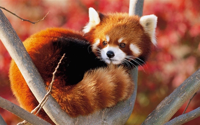 Netter Tier im Baum, roten Panda Hintergrundbilder Bilder