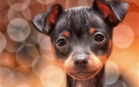 Netter schwarzer Hund, Gesicht, Glanz HD Hintergrundbilder
