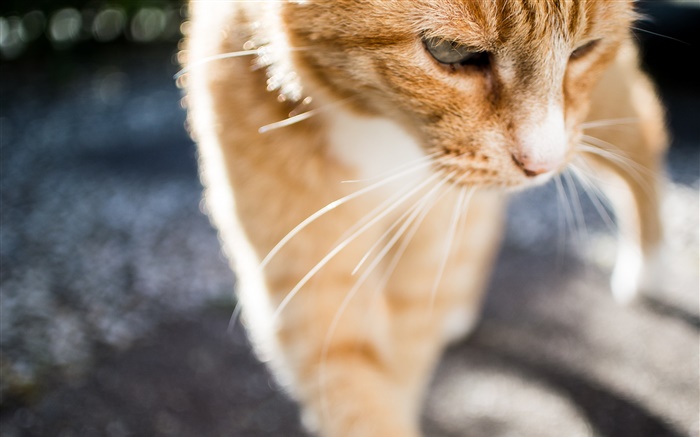 Nette Katze close-up, Whiskers, Vorderansicht Hintergrundbilder Bilder