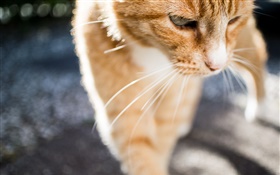 Nette Katze close-up, Whiskers, Vorderansicht HD Hintergrundbilder
