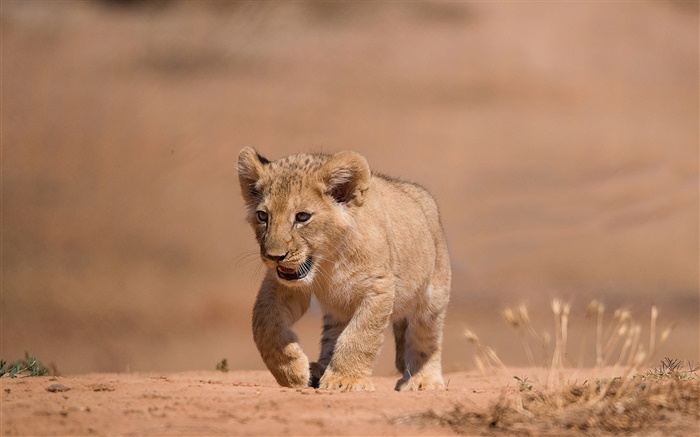 Nette kleine Löwenbaby , zu Fuß, Boden Hintergrundbilder Bilder