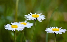 Gänseblümchen, weiße Blüten, Hintergrund verwischen HD Hintergrundbilder