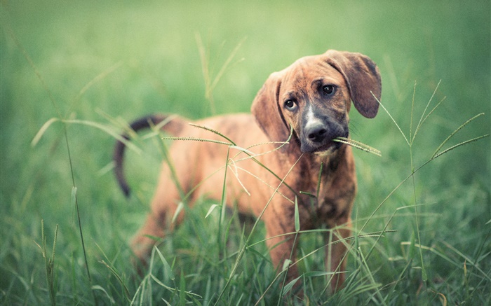 Hund im Gras, Grün Hintergrundbilder Bilder