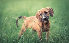 Hund im Gras, Grün HD Hintergrundbilder