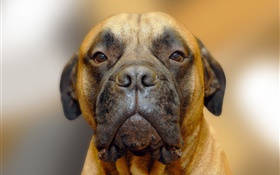 Hundeportrait , Gesicht HD Hintergrundbilder