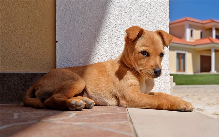 Hund Ruhe, Sonnenschein Hintergrundbilder Bilder