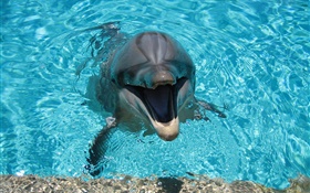 Dolphin in Wasser, glücklich
