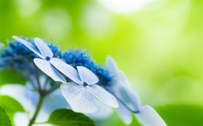 Vier Blütenblätter , blaue Blumen, Bokeh Hintergrundbilder Bilder