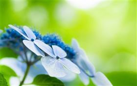 Vier Blütenblätter , blaue Blumen, Bokeh