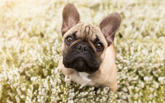 Französisch Bulldog, Gesicht, Bokeh Hintergrundbilder Bilder