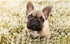 Französisch Bulldog, Gesicht, Bokeh HD Hintergrundbilder