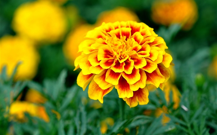 Garten, gelben Blüten Blumen Hintergrundbilder Bilder