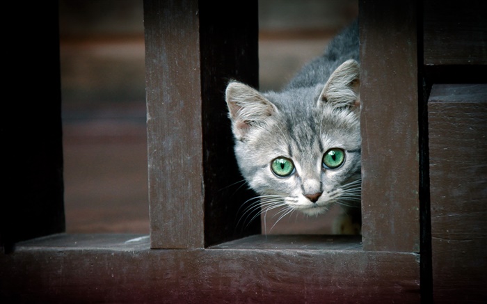 Grüne Augen Katze, Zaun Hintergrundbilder Bilder