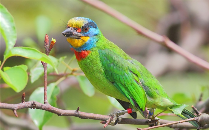 Grüne Federn, Papagei, Vögel Hintergrundbilder Bilder