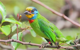 Grüne Federn, Papagei, Vögel HD Hintergrundbilder