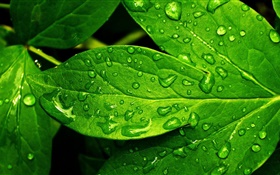 Green leaf close-up, Tropfen, Tau