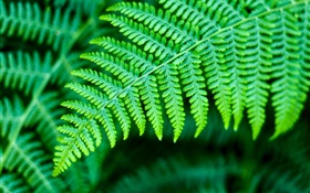 Grüne Blätter, Pflanzen HD Hintergrundbilder
