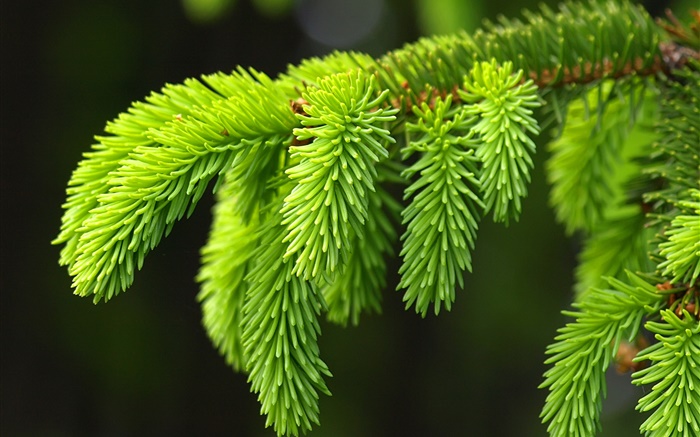 Grüne Kiefer Blätter, Zweige, Fichte Hintergrundbilder Bilder