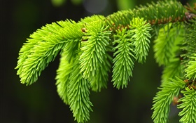 Grüne Kiefer Blätter, Zweige, Fichte HD Hintergrundbilder