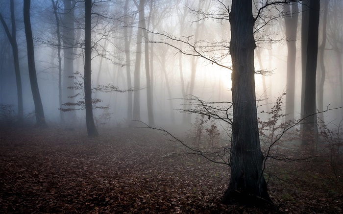 Ungarn, Wald, Nebel, Dämmerung, Herbst Hintergrundbilder Bilder