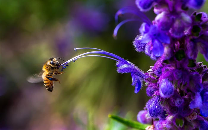 Insekt, Biene, blaue Blume Hintergrundbilder Bilder