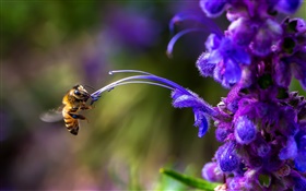 Insekt, Biene, blaue Blume HD Hintergrundbilder