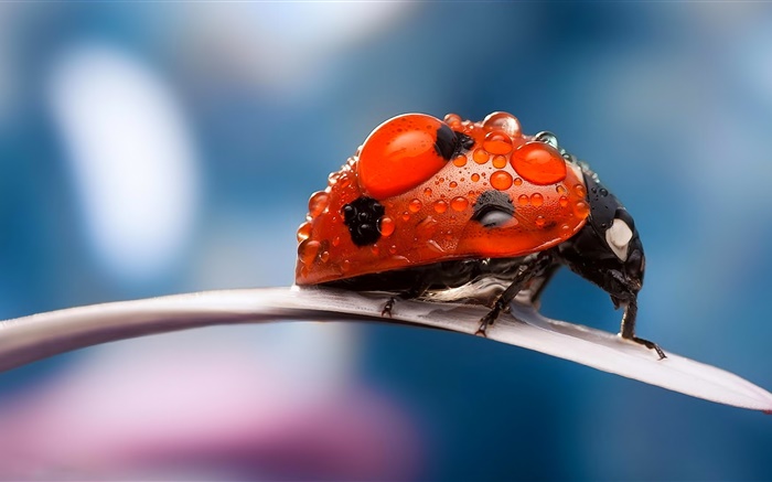 Insekt, roter Marienkäfer , Blütenblatt , Tau Hintergrundbilder Bilder