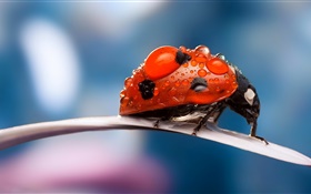 Insekt, roter Marienkäfer , Blütenblatt , Tau HD Hintergrundbilder