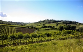 Italien, Toskana, Felder, Bäume, Häuser, Hügel HD Hintergrundbilder