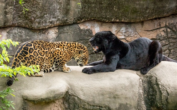 Jaguar, schwarz, Wildkatzen , Räuber Hintergrundbilder Bilder