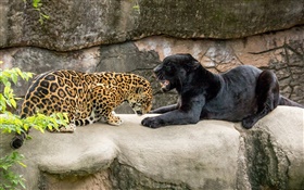 Jaguar, schwarz, Wildkatzen , Räuber HD Hintergrundbilder