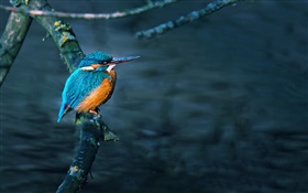 Eisvogel, Vogel, Baum-Zweig, Wasser HD Hintergrundbilder
