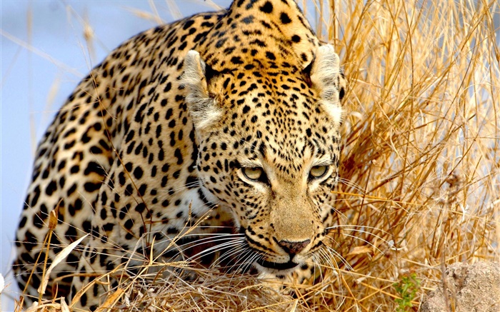 Leopard im Gras, Augen verborgen Hintergrundbilder Bilder