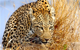 Leopard im Gras, Augen verborgen HD Hintergrundbilder