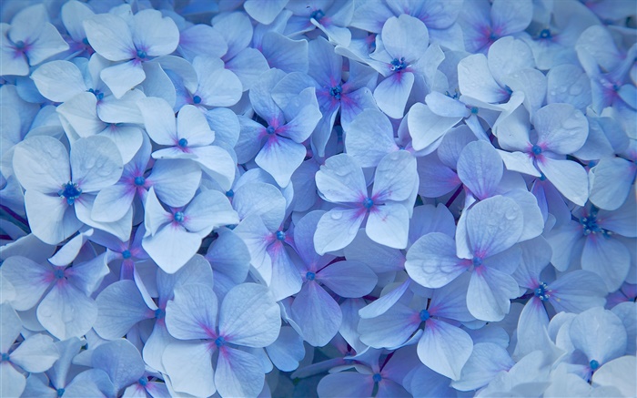 Viele Hortensien, blaue Blütenblätter , Tau Hintergrundbilder Bilder