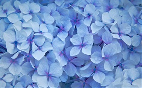 Viele Hortensien, blaue Blütenblätter , Tau