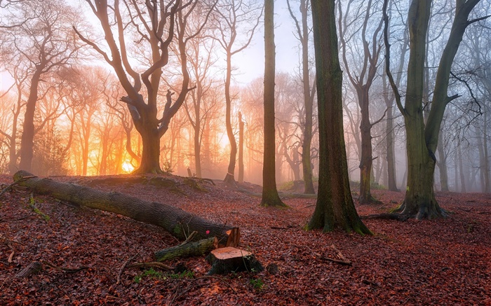 Morgen, Wald, Bäume, Nebel, Sonnenaufgang Hintergrundbilder Bilder