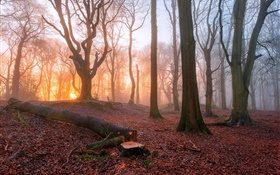 Morgen, Wald, Bäume, Nebel, Sonnenaufgang HD Hintergrundbilder