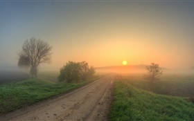 Morgen, Straße, Gras, Bäume, Nebel, Sonnenaufgang HD Hintergrundbilder