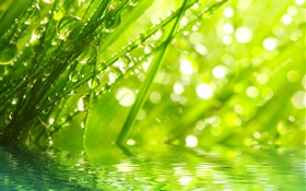 Natur, Gras, Tau, Wassertropfen HD Hintergrundbilder