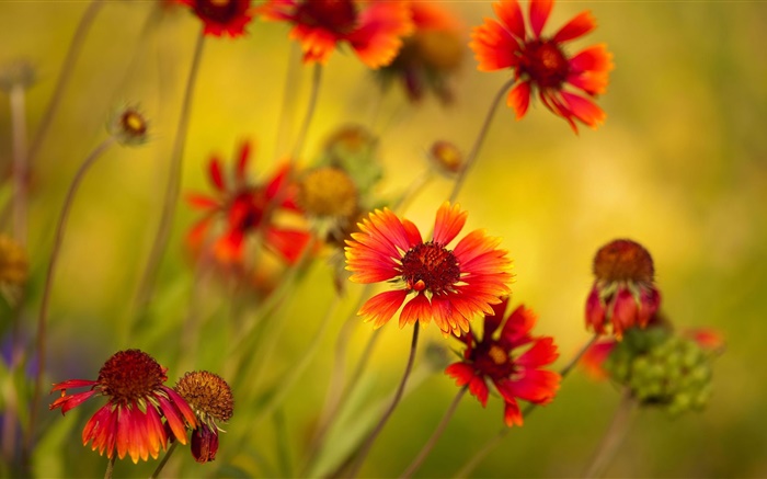 Orange Blumen, Wildblumen Hintergrundbilder Bilder