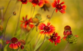 Orange Blumen, Wildblumen HD Hintergrundbilder